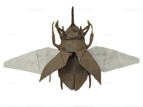 Eupatorus Gracilicornus