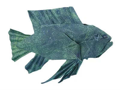 Cichlid