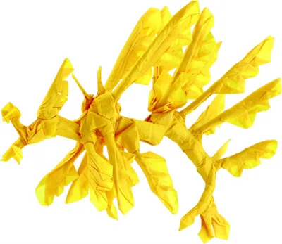 Leafy seadragon