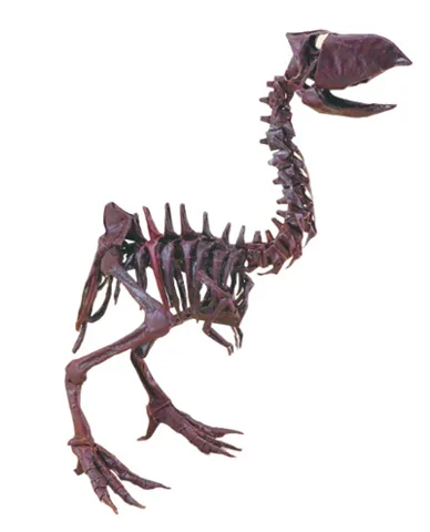 Diatryma gigantea (Gastornis) skeleton