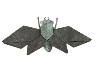 Cicada - flying