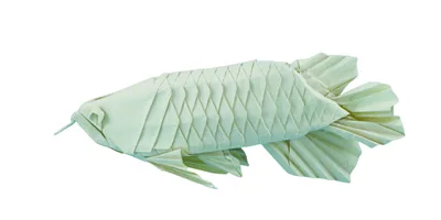 Arowana
