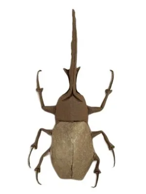 Hercules beetle