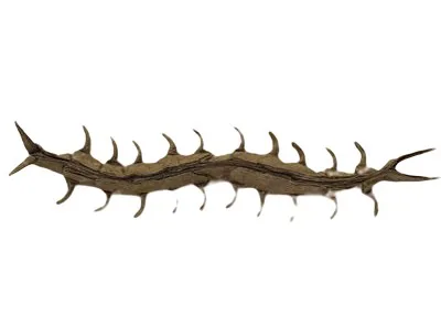 Centipede