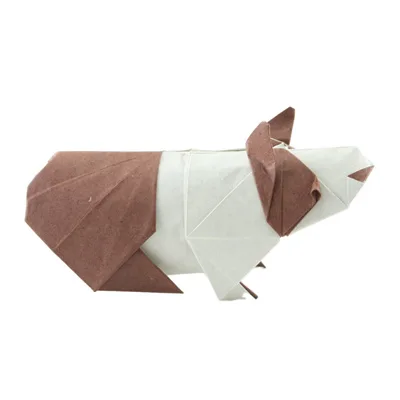 Guinea pig