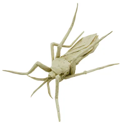 Mosquito