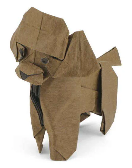 Toy poodle