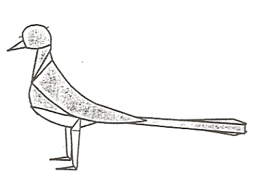 Shama blackbird