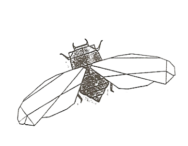 Cicada
