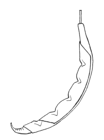 Bean pod