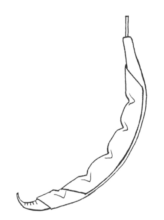 Bean pod