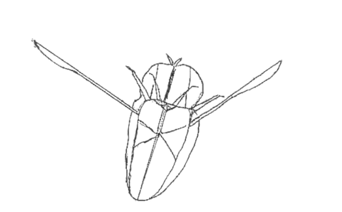 Backswimmer