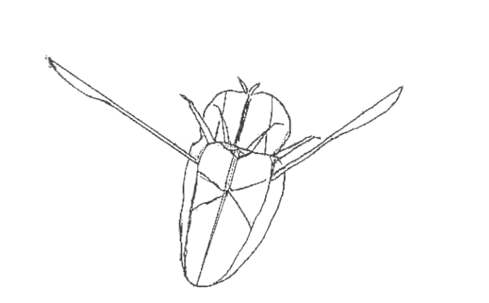 Backswimmer