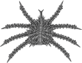Spiny king crab