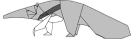 Anteater