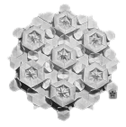 Fleur de noyer