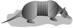 Armadillo