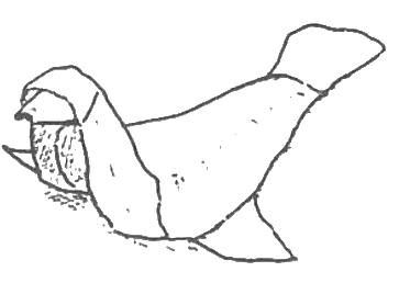Seal