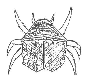 Goliath beetle