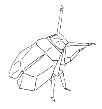 Scarab beetle