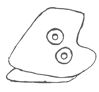 Clam
