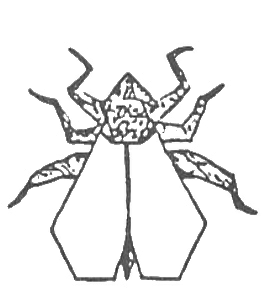Fly