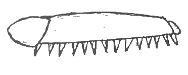 Cankerworm - inchworm