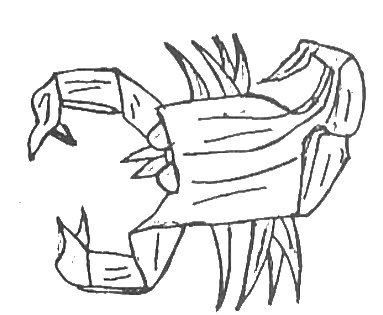 Scorpion
