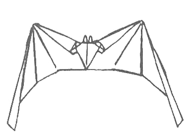 Bat - flying