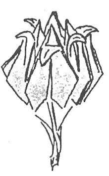 Flower Bud