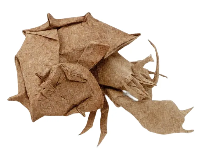 Hermit crab