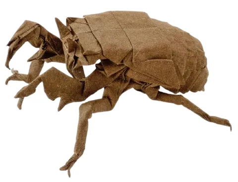 Cicada nymph