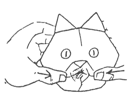 Cat head