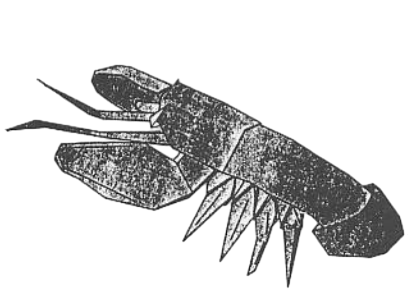 Lobster - American