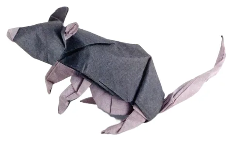 Rat