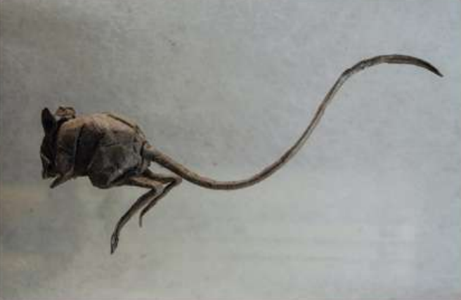Jerboa
