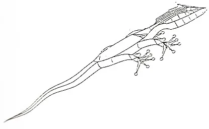 Lizard