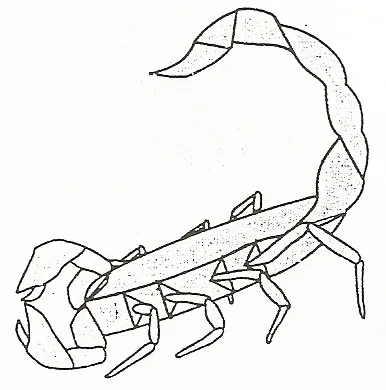 Scorpion