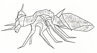 Ant - spined