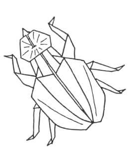 Insect