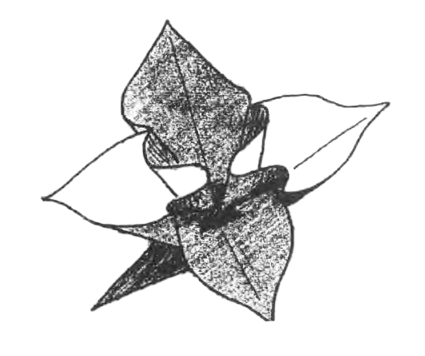 Variegated flower