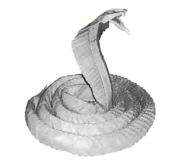 King Cobra