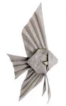 Angelfish
