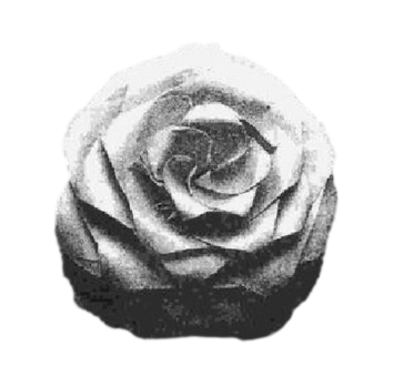 Rose - Miura-ken Beauty
