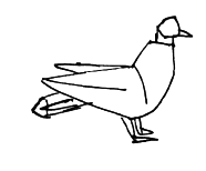 Pigeon