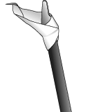 Calla lily