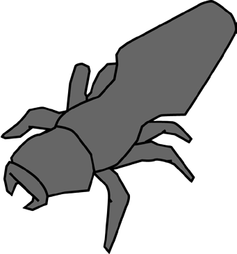 Ant