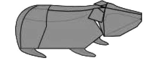 Guinea pig