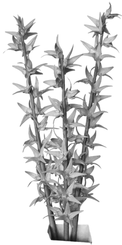 Forsythia