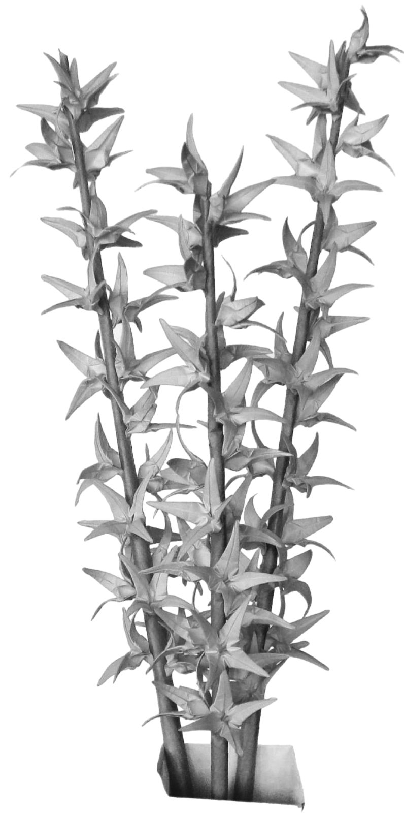 Forsythia